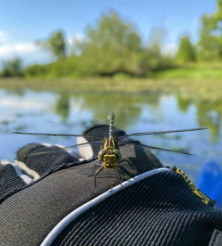 This dragonfly landed on my dominant right hand while kayaking, which meant I had to juggle my cell phone in my left hand in order to grab a shot. Milwaukee River between West Bend and Newburg.