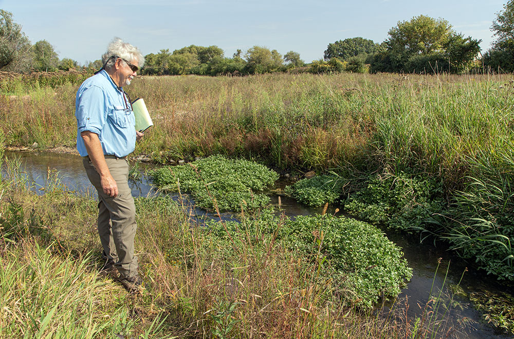 The bushy-looking vegetation in the creek is watercress, which is a sign of high quality habitat.