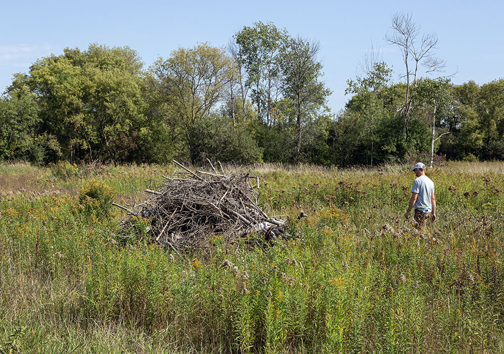 Piles of cleared brush remain in places as habitat.