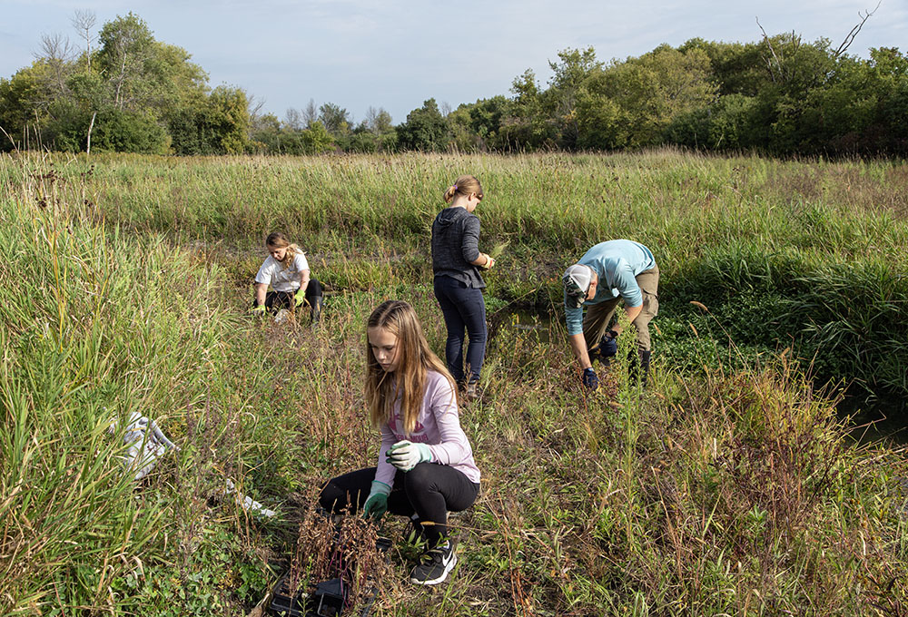 A family of volunteers planting plugs of new native vegetation along the creek.