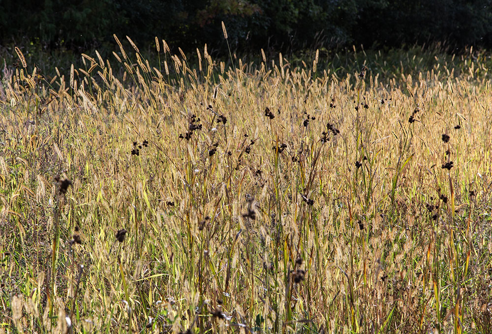 Foxtail grass backlit by the morning sun.