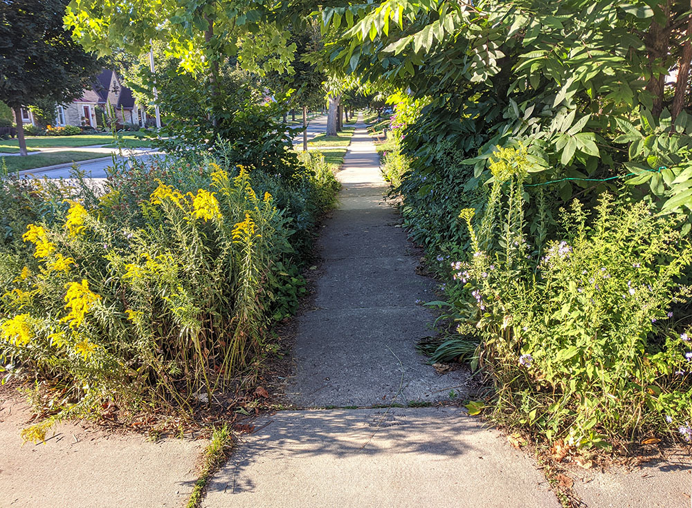 Sidewalk from the north showing native gardens on both sides.