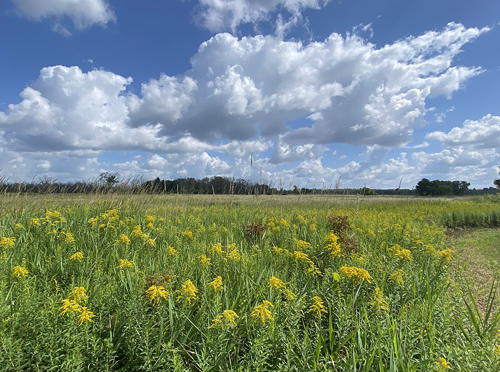 A dramatic sky and a sea of goldenrod grace this large wetland at Fox Brook Park, Brookfield.