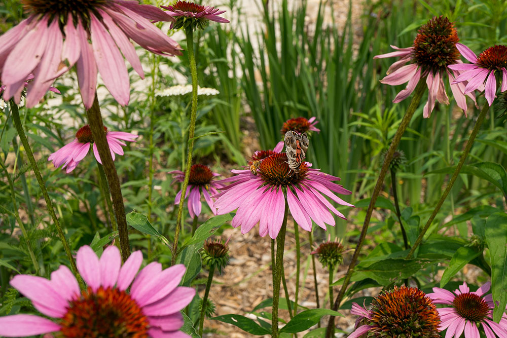 Bees and butterflies coexisting in the Lapham Peak Butterfly Garden. Many bees and butterflies can coexist in a garden and in the wild.