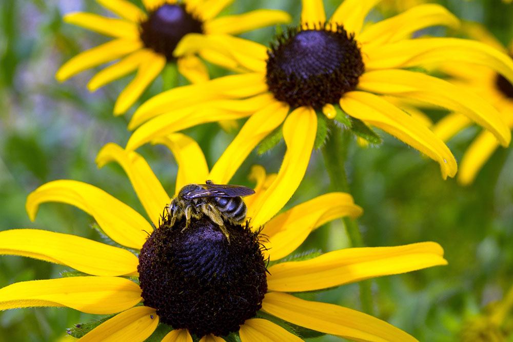 Both Honey Bees and Bumble Bees collect pollen and nectar. But Bumble bees only produce a small amount of honey - only enough for their own needs. Honey Bees, as the name suggests produce a lot of honey that can be harvested by a beekeeper.