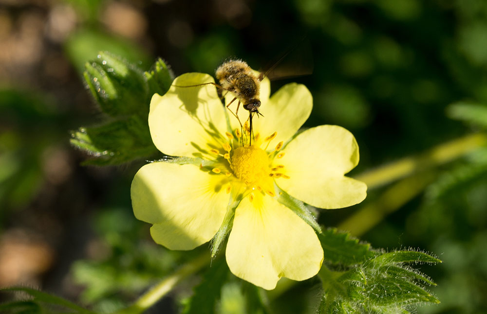 The Greater Bee Fly looks like a fuzzy mosquito but it doesn't sting and it's not really a bee.