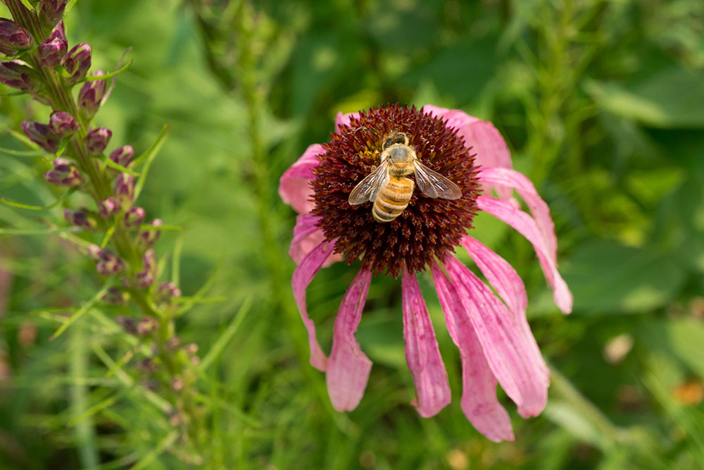 European honey bee (apis mellifera); not native to North America but common worldwide due to its ability to pollinate and produce honey.