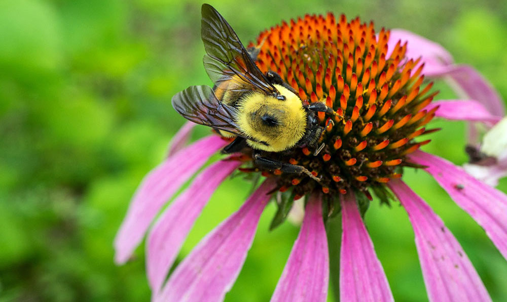 Brown belted bumblebee on purple coneflower