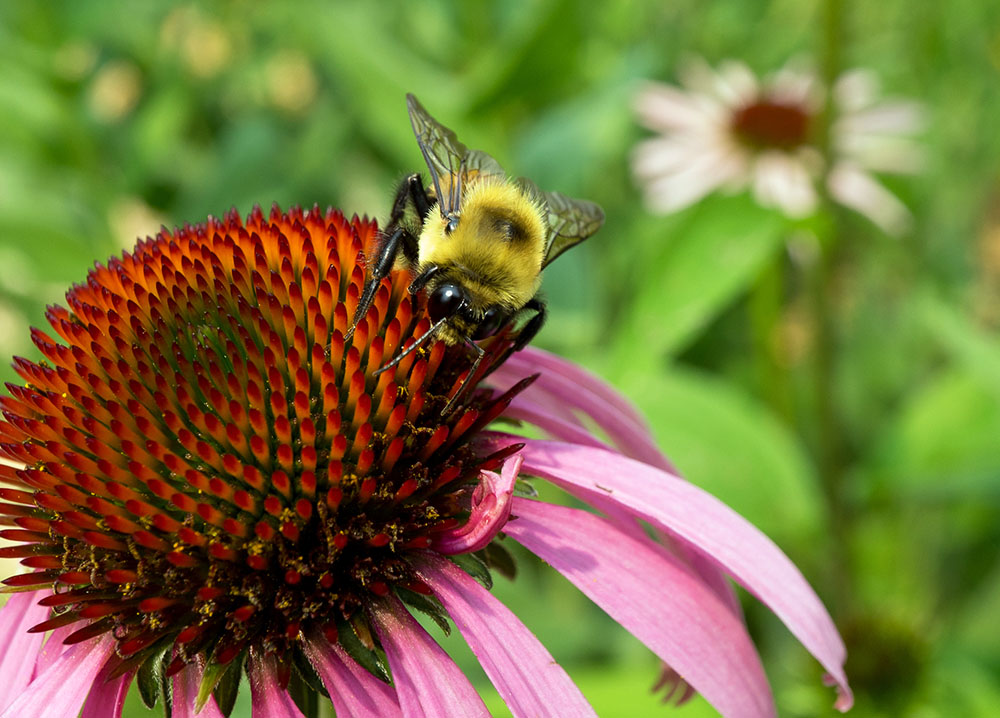 Brown Belted Bumblebee (Bombus griseocollis) showing off some typical bee characteristics such as long antennae and long, oval eyes at the side of the face.