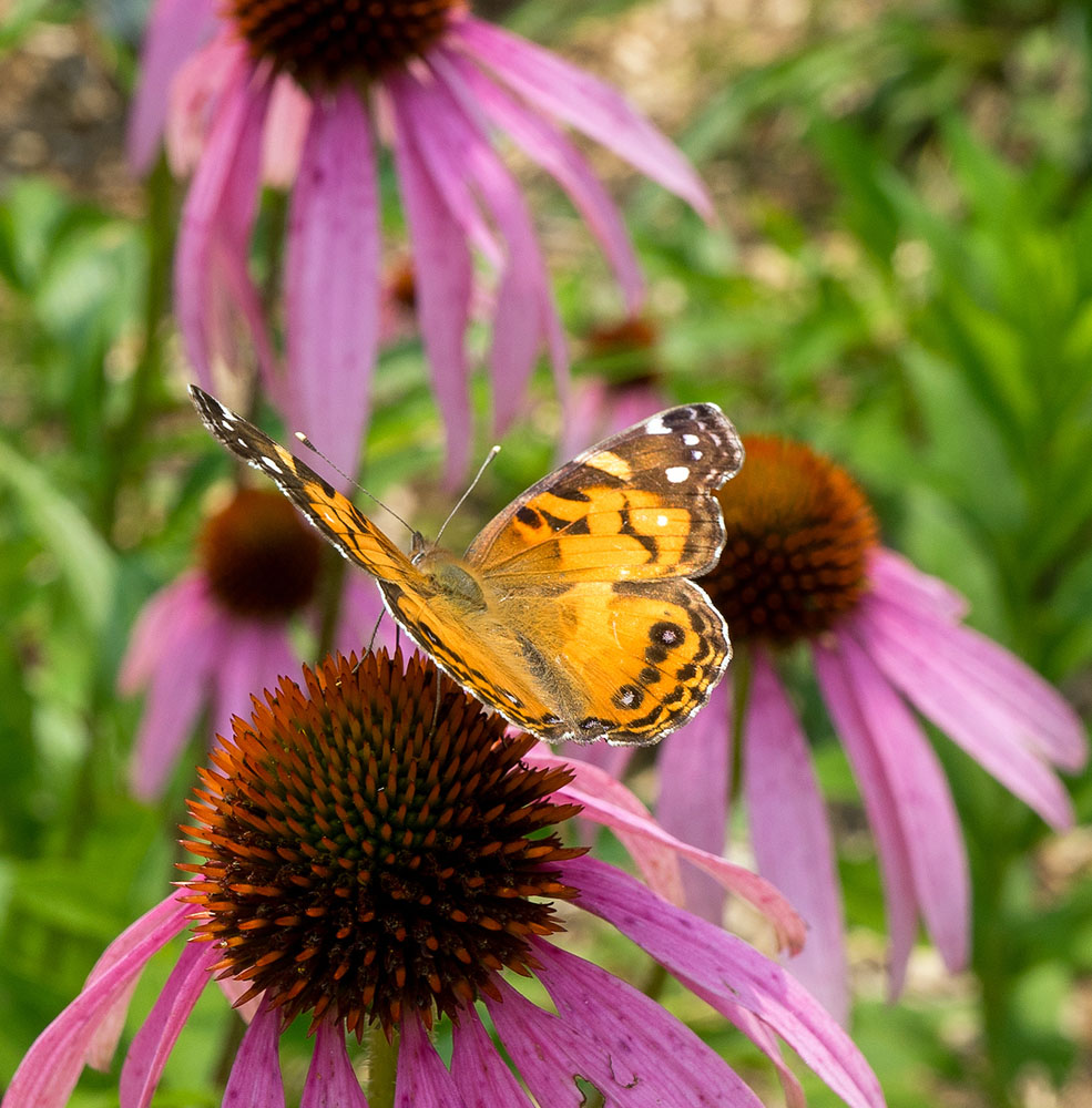 American Lady (Vanessa virginiensis) butterfly on coneflower in the Butterfly Garden.