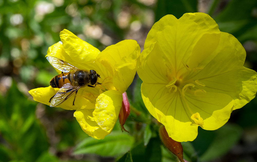 The Common Drone Fly (Eristalis tenax) is a bee mimic that has been found on every continent except Antartica.