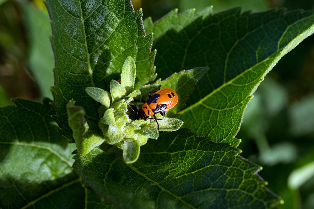 False Milkweed Bug (Lygaeus turcicus) - nymph.