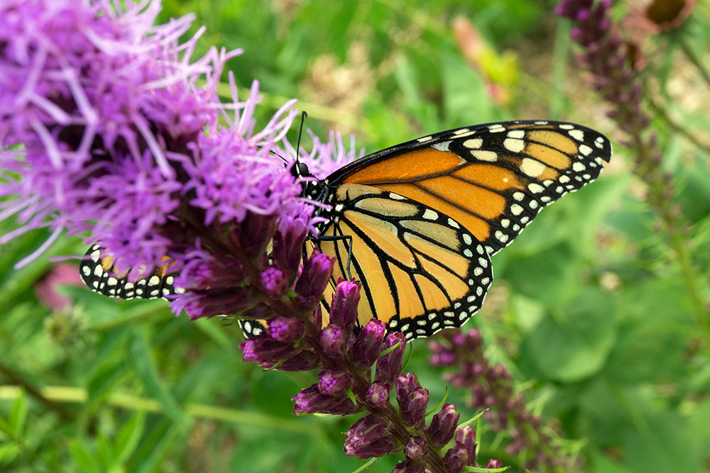 Monarch Butterfly (Danaus plexippus) on Blazing Star (Liatris spicata) in the Butterfly Garden.