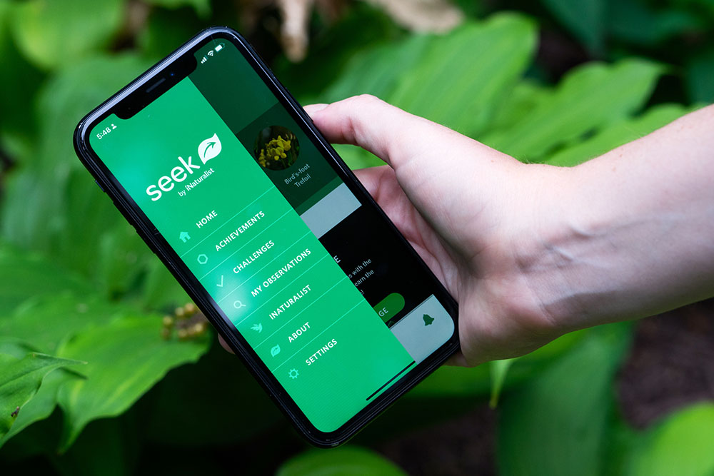 Using the Seek application by iNaturalist is an easy and free way to identify plants, insects and animals. You can also submit your photos to the iNaturalist database.