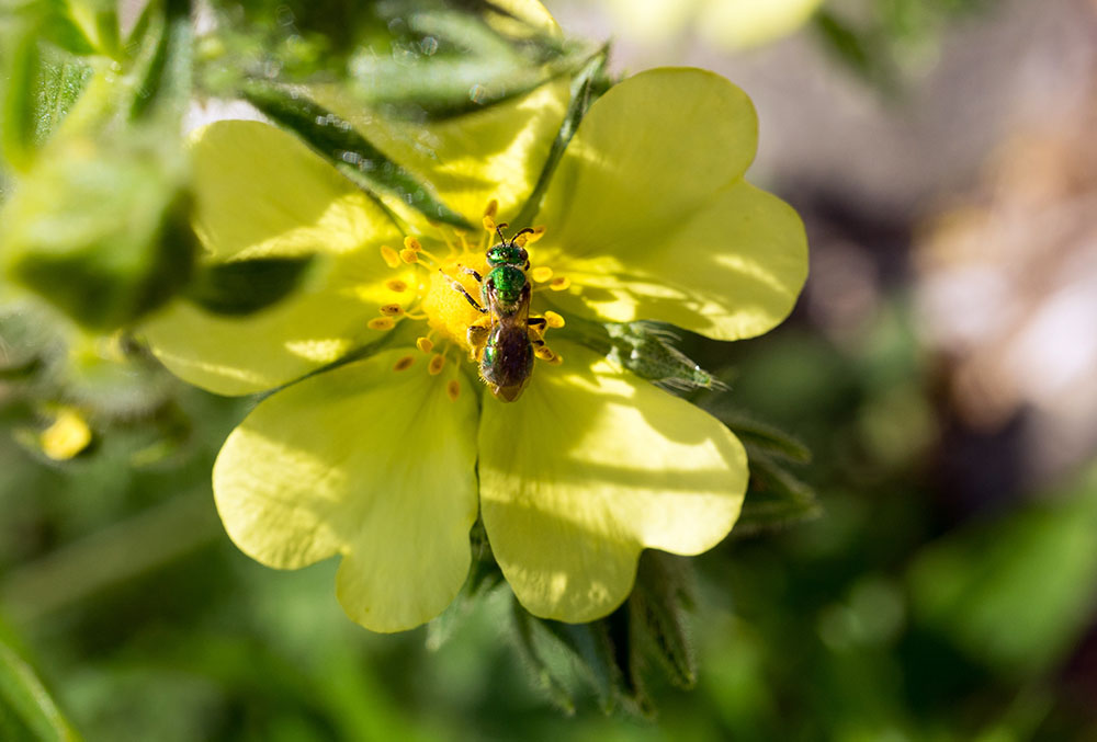 Green Sweat Bee. Some, but not all, sweat bees are attracted to perspiration.