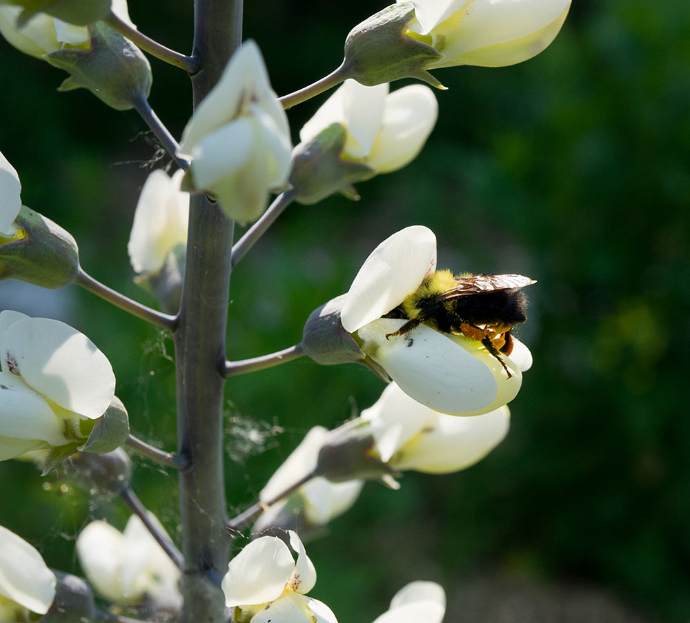 Two-spotted Bumblebee (Bombus bimaculatus) on Wild White Indigo (Baptisia alba). This bee climbs deep into the flower to collect pollen.