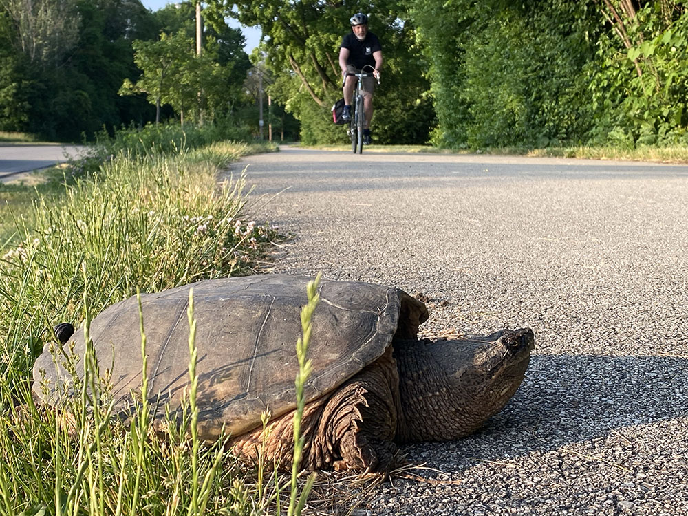 This lovely lady got very turned around between the Oak Leaf Trail (right) and the Menomonee River Parkway road (left). 