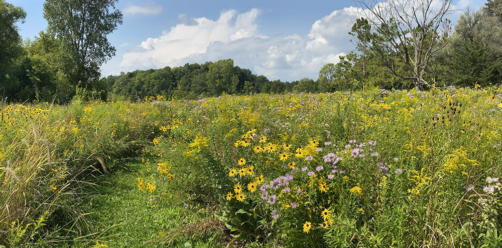 South Oak Preserve wildflower panorama