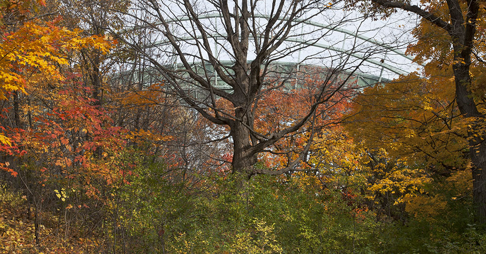 Brewers Stadium seen through autumn foliage at Wood National Cemetery