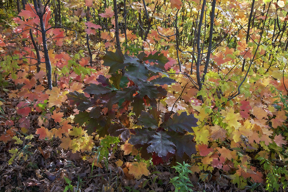 A palette of autumn colors.