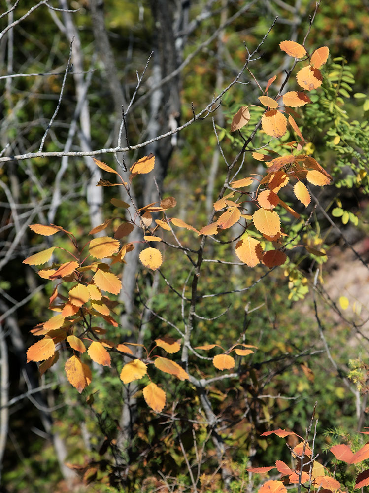 Autumn elegy. Autumn leaves.