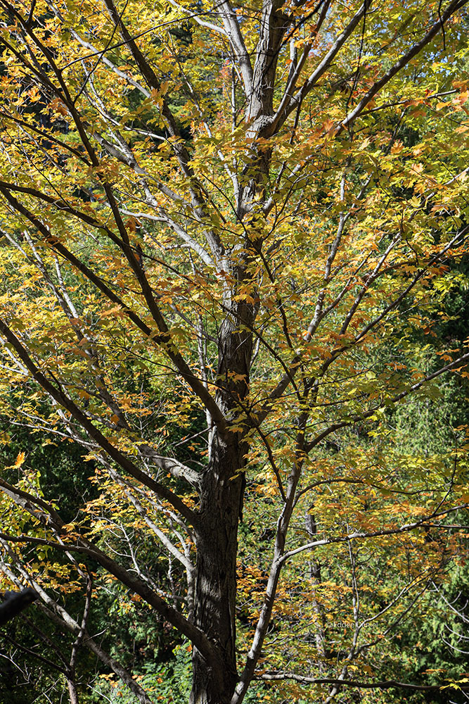 Maple leaves in autumn glory.