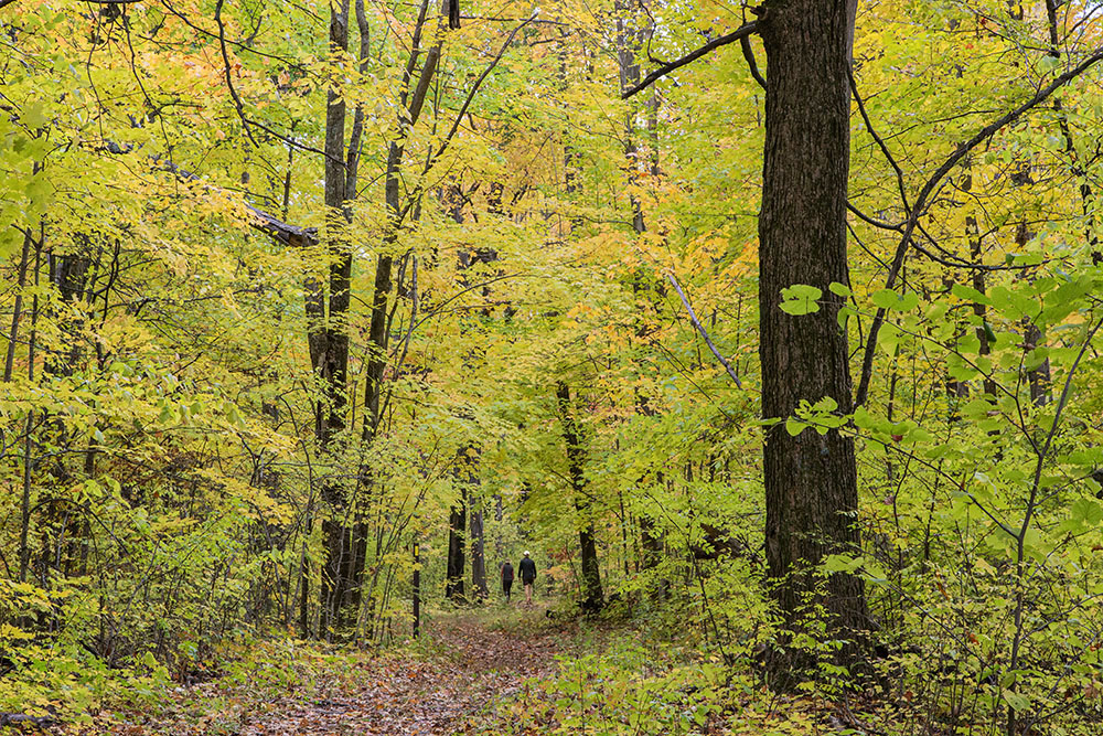 A golden forest!