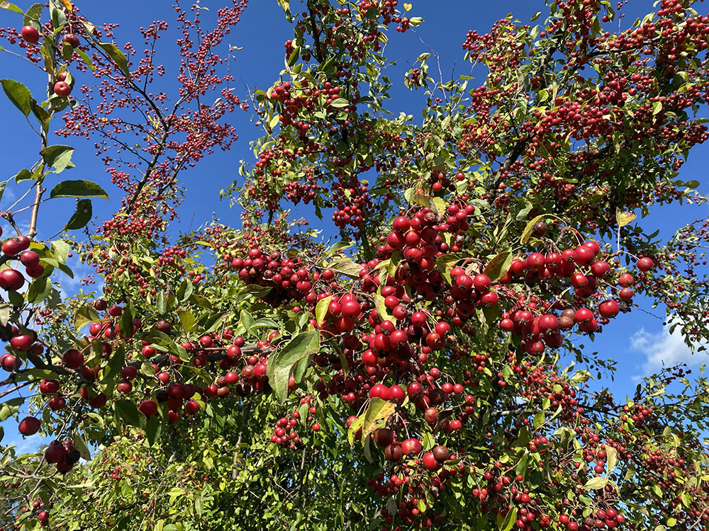 Autumn extravagance! Millions of berries on a tree.