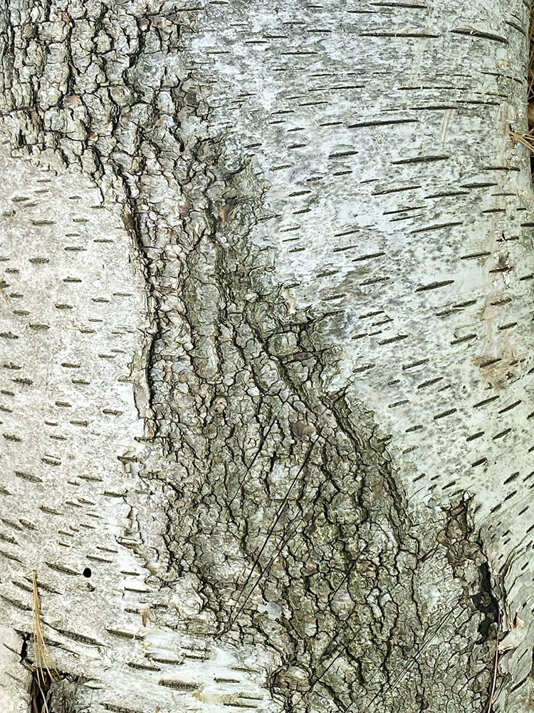 Birch bark patterns.