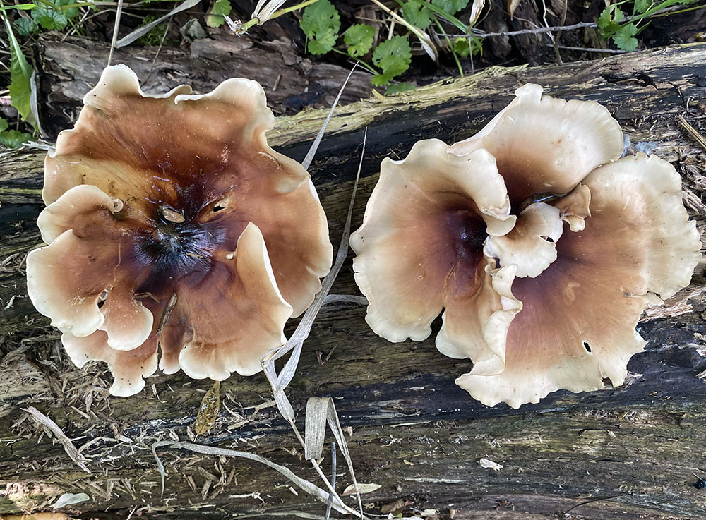 Platter-sized Bay polypore mushrooms on a fallen log.