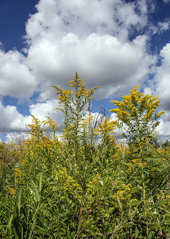 Goldenrod against clouds.