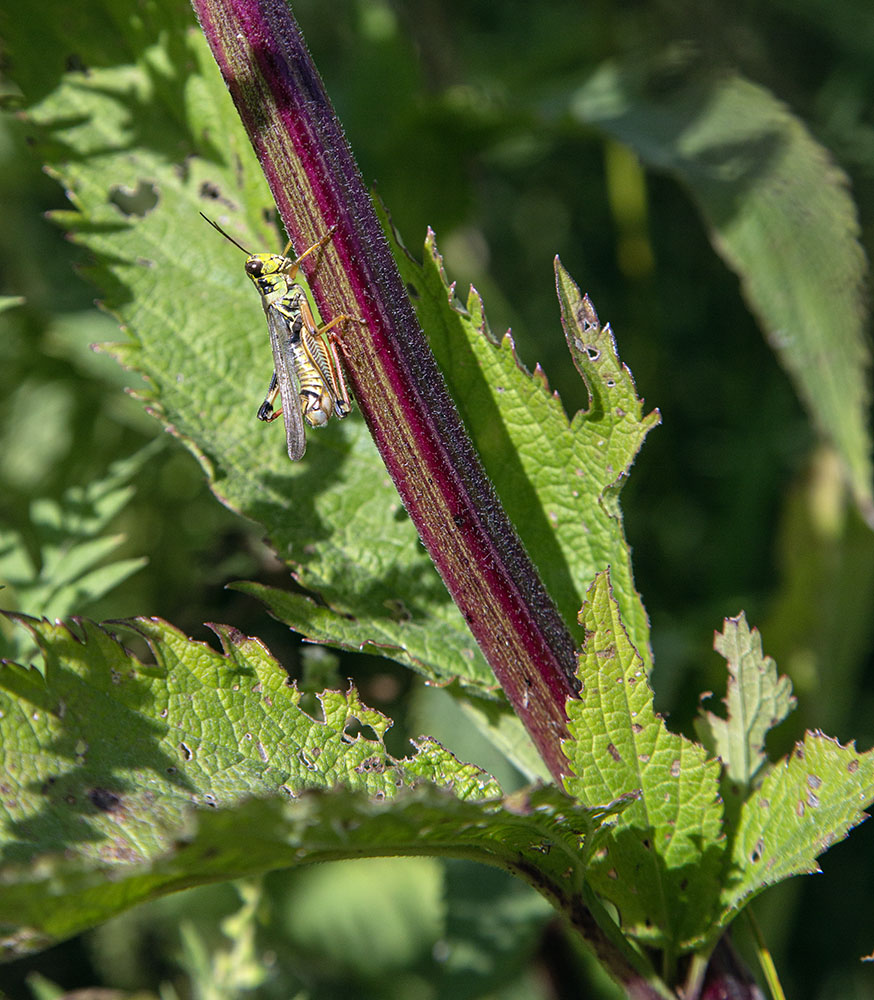 Red-legged grasshopper (Melanoplus femurrubrum).