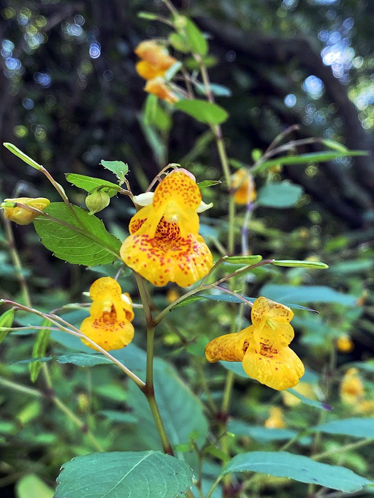 Jewelweed (Impatiens capensis), aka orange balsam.