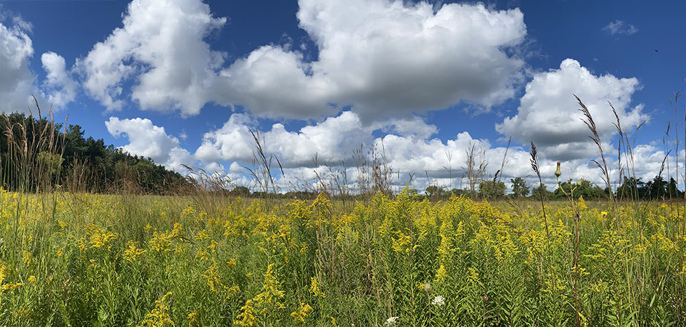 Smolenski Park Panorama