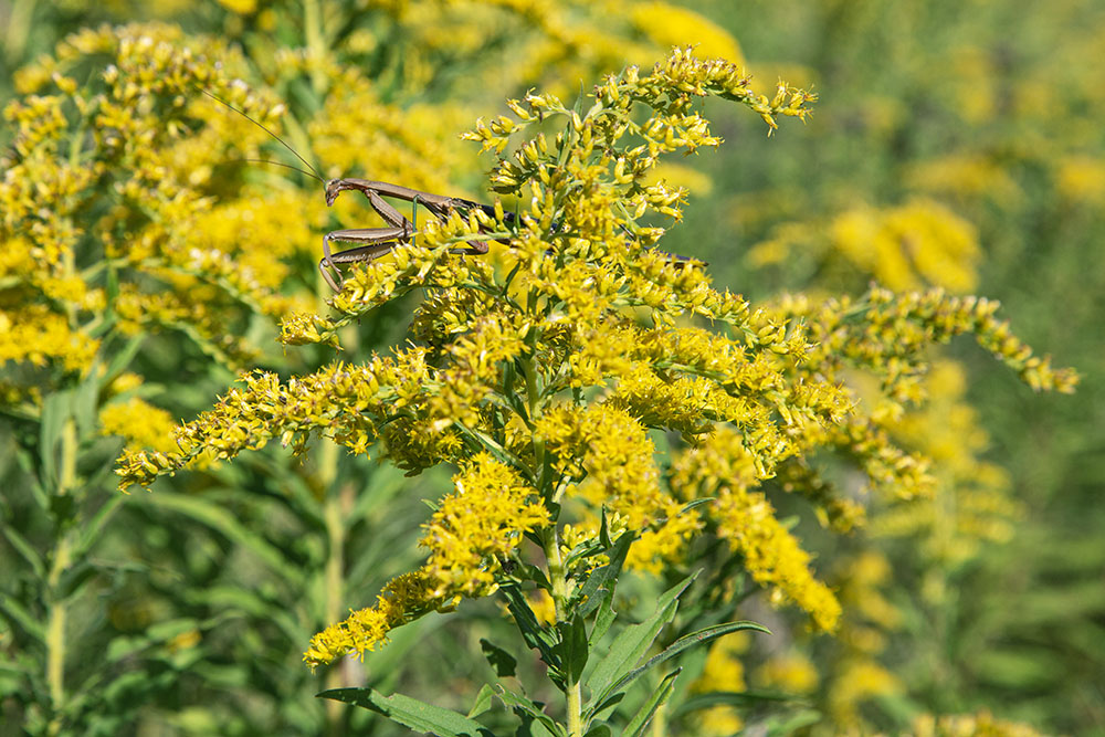 A praying mantis peeks out from behind a goldenrod blossom.