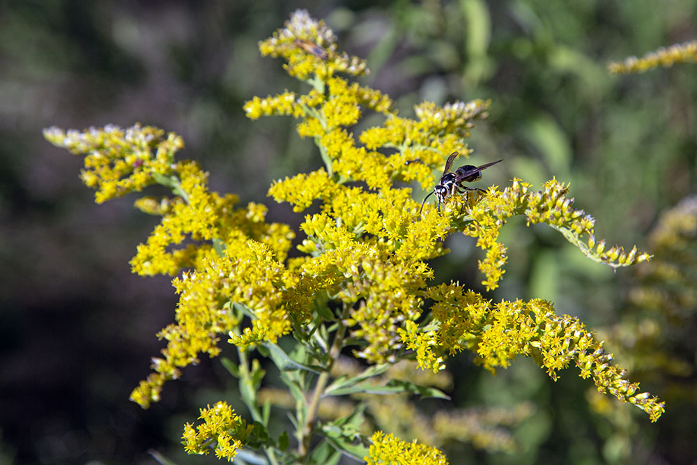 Bald-faced hornet (Dolichovespula maculata).