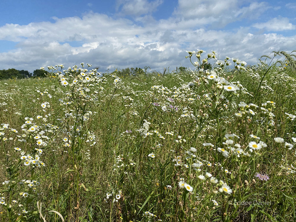 Fleabane daisies (Erigeron annuus).