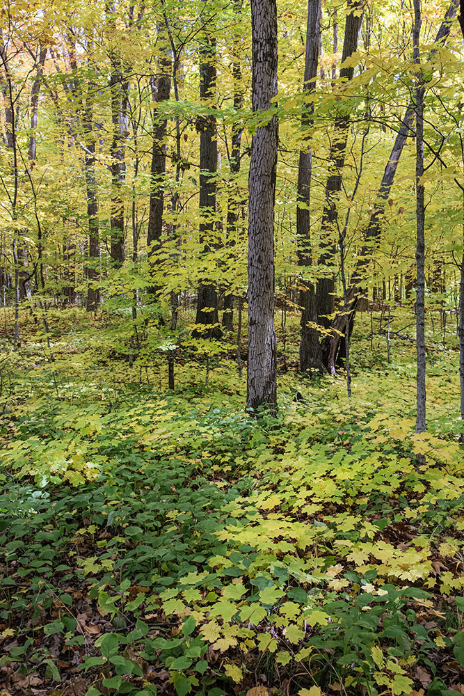 Golden glow of maples in the forest.