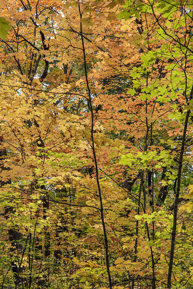 A tapestry of autumn foliage.