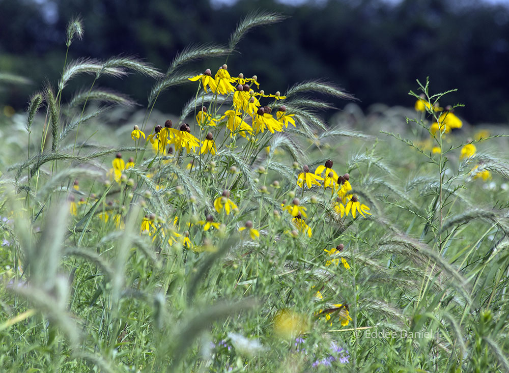 Foxtail grass and yellow coneflowers.