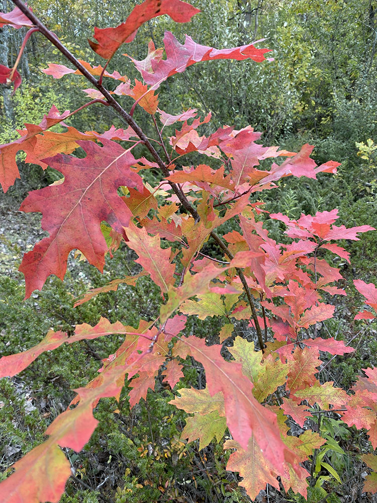 A young oak in resplendent red!