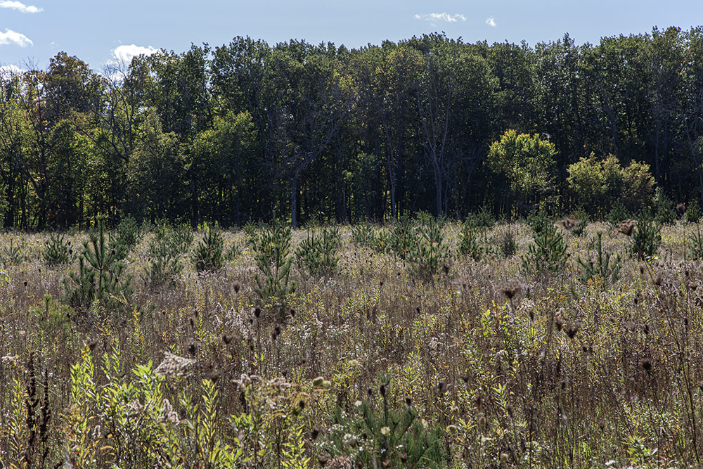 Native plants growing in a former agricultural field.