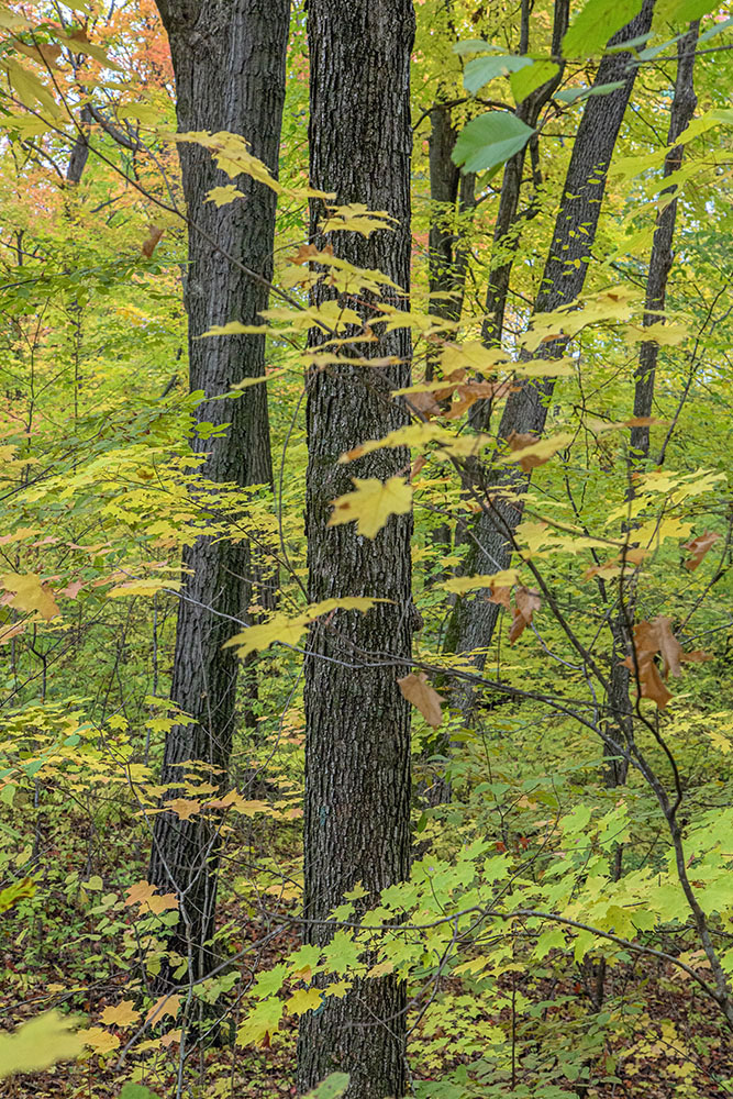 Woodland rhythms.