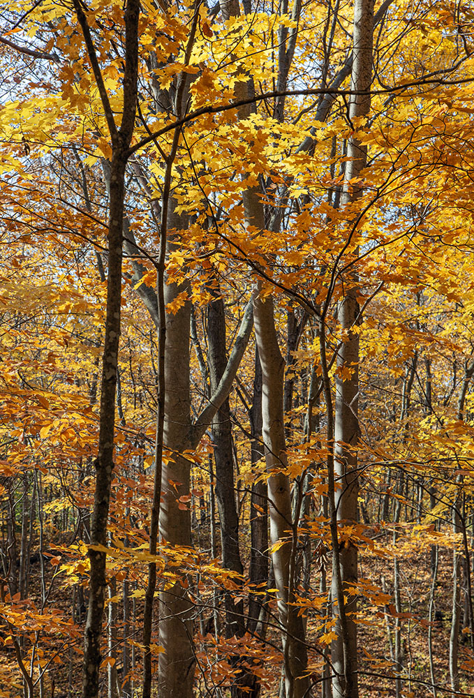 A stand of beeches.