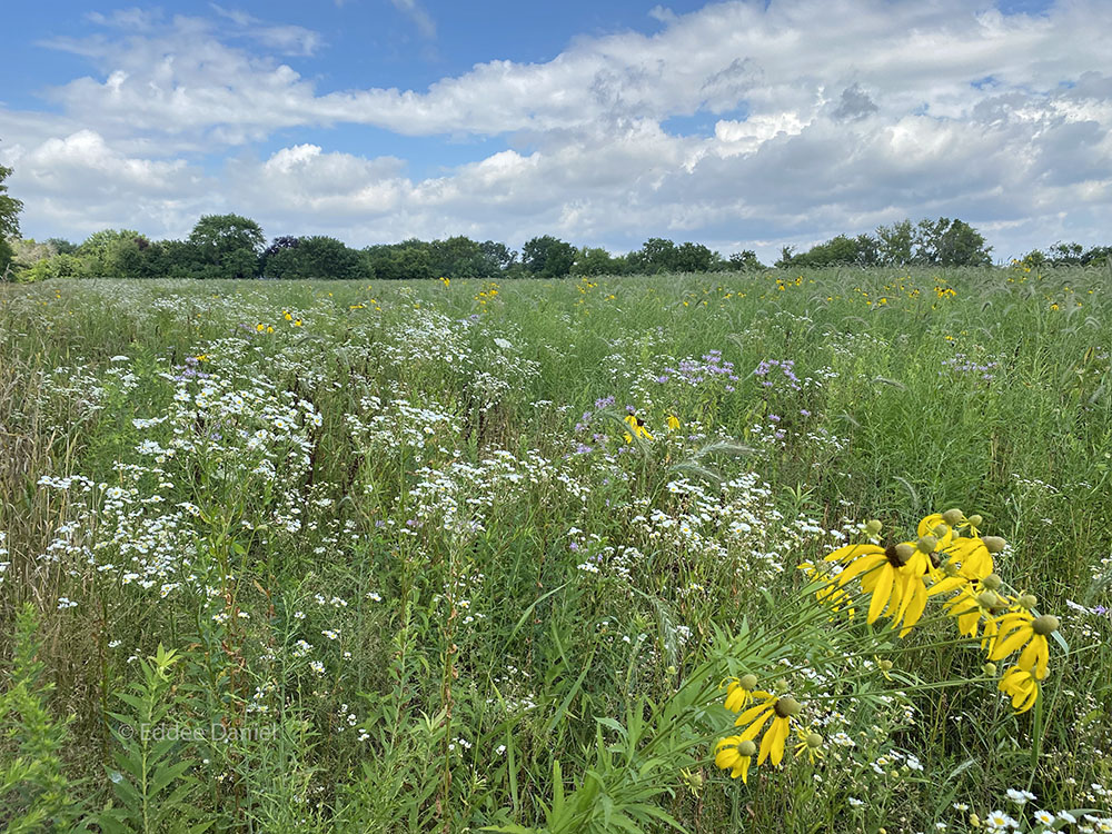 Native wildflowers stretch far and wide on the newly restored prairie.