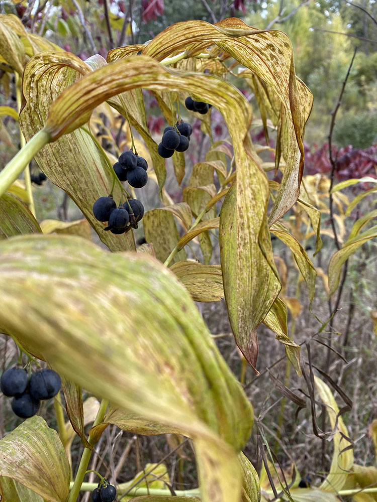 Solomon's Seal with ripe berries.