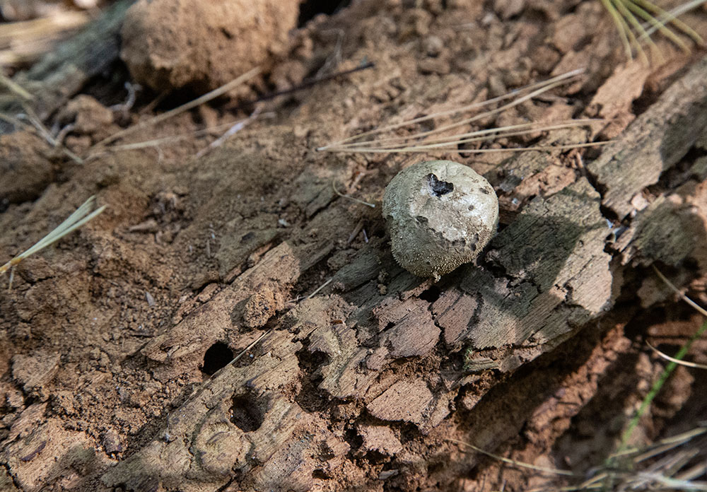 Puffball mushroom growing on a rotting log. Being mindful and attentive!