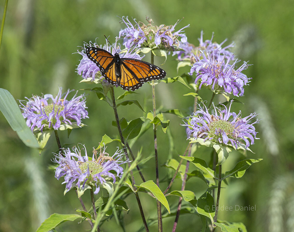 Viceroy butterfly (a monarch mimic) on Monarda, aka Bee Balm.