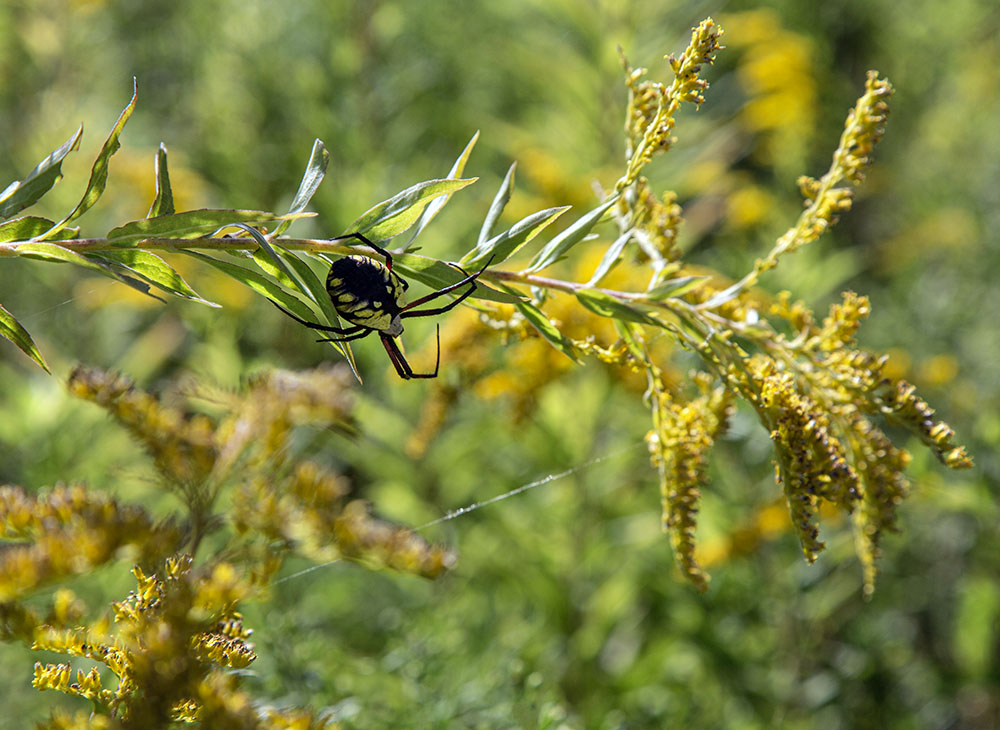 Yellow garden spider (Argiope aurantia).