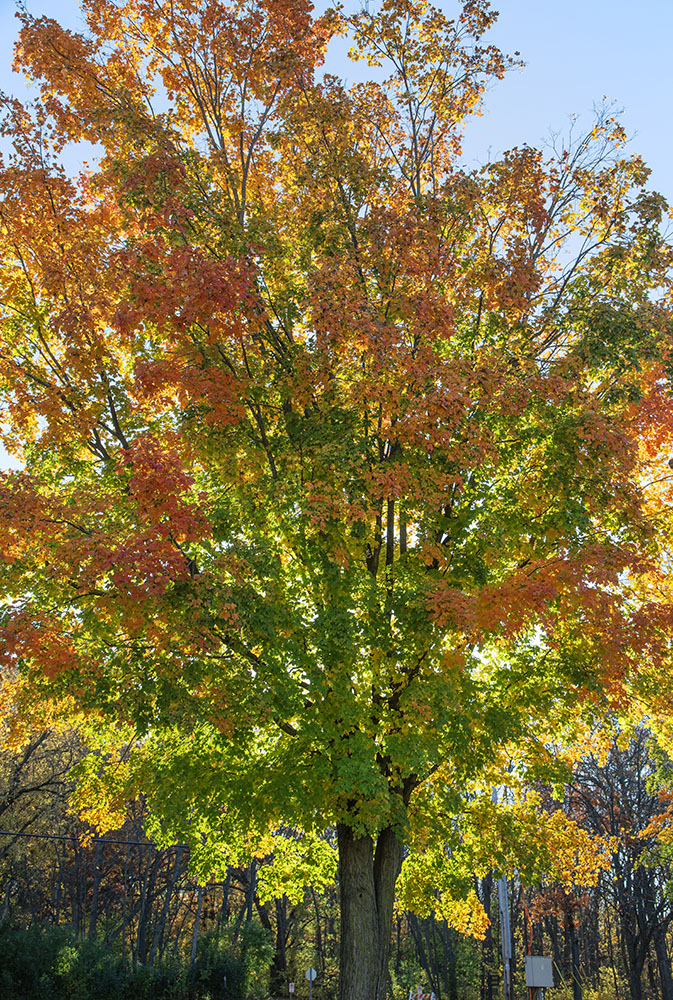 An annunciation! Early morning sun shines through maple foliage.